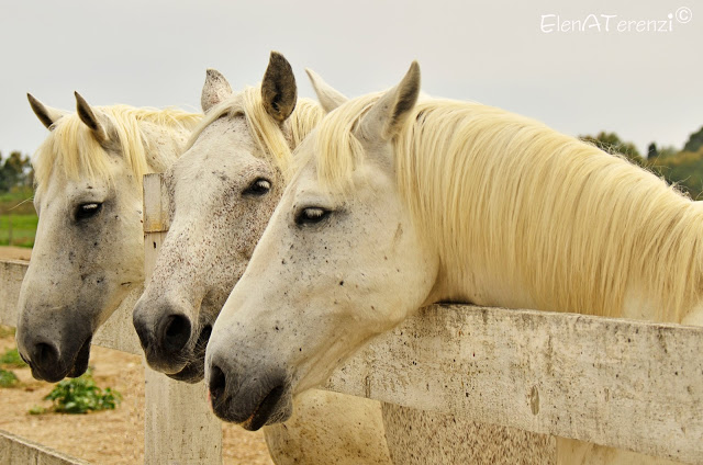 horses of the Camargue...