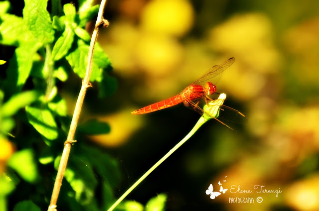 red dragonfly...