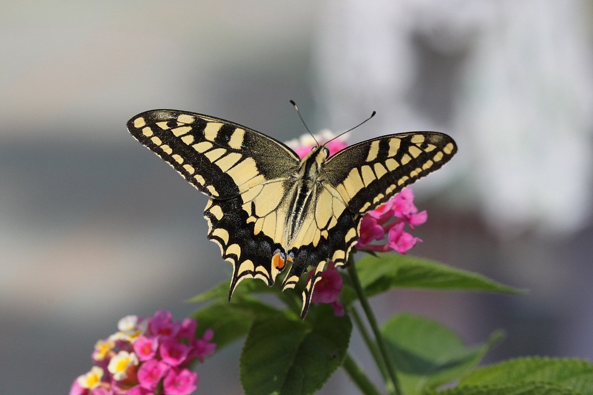 Papilio Macaone...