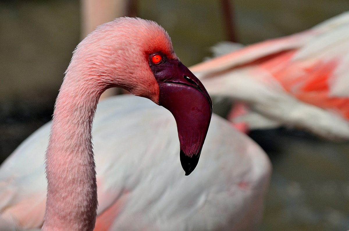 Lesser Flamingo...