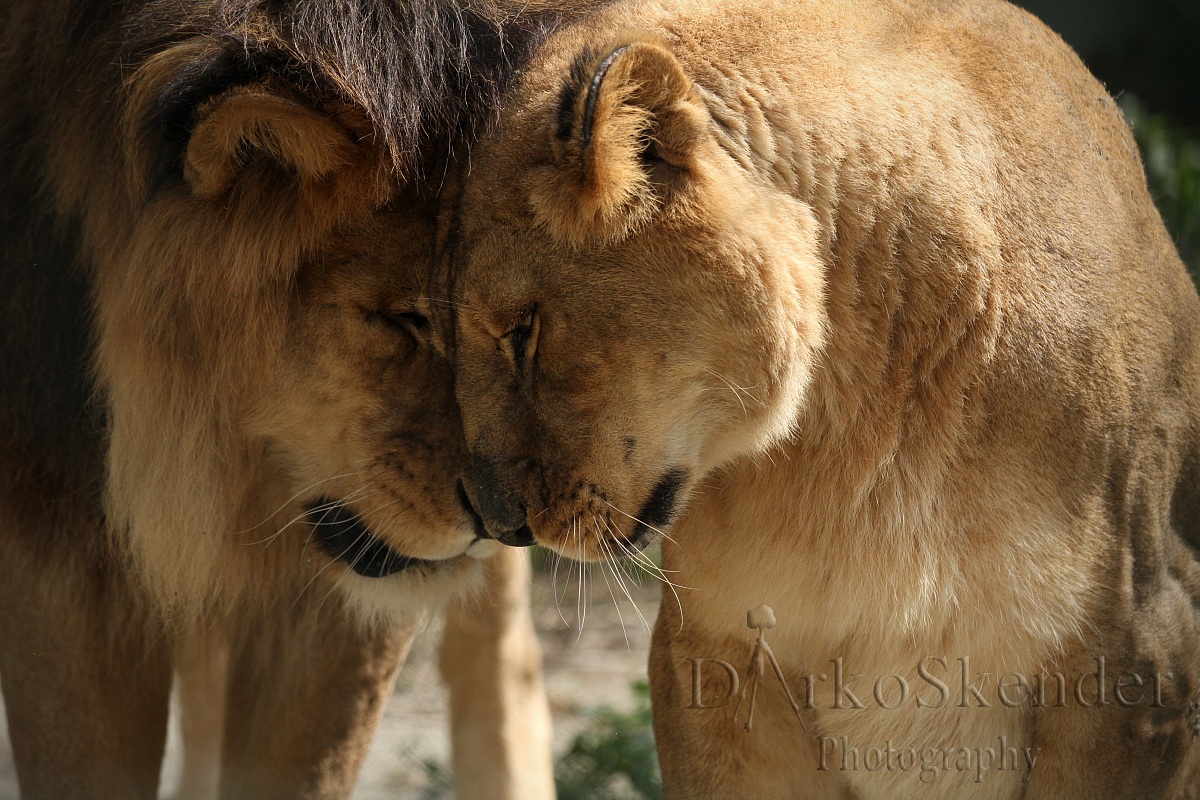 lions love...