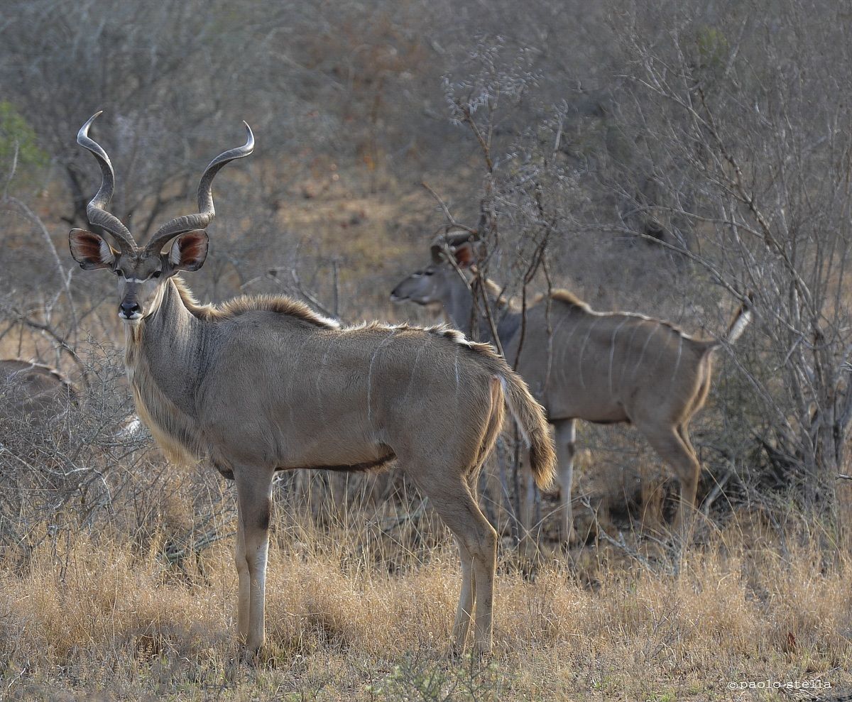 Male Kudu - Tragelaphus strepsiceros...