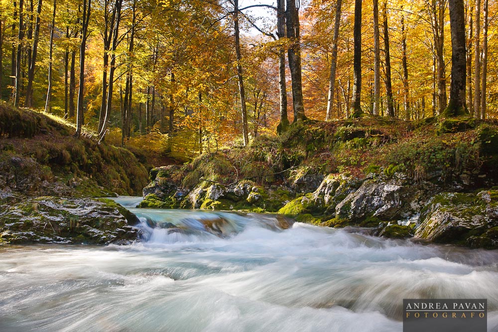 Stream in the beech forest...