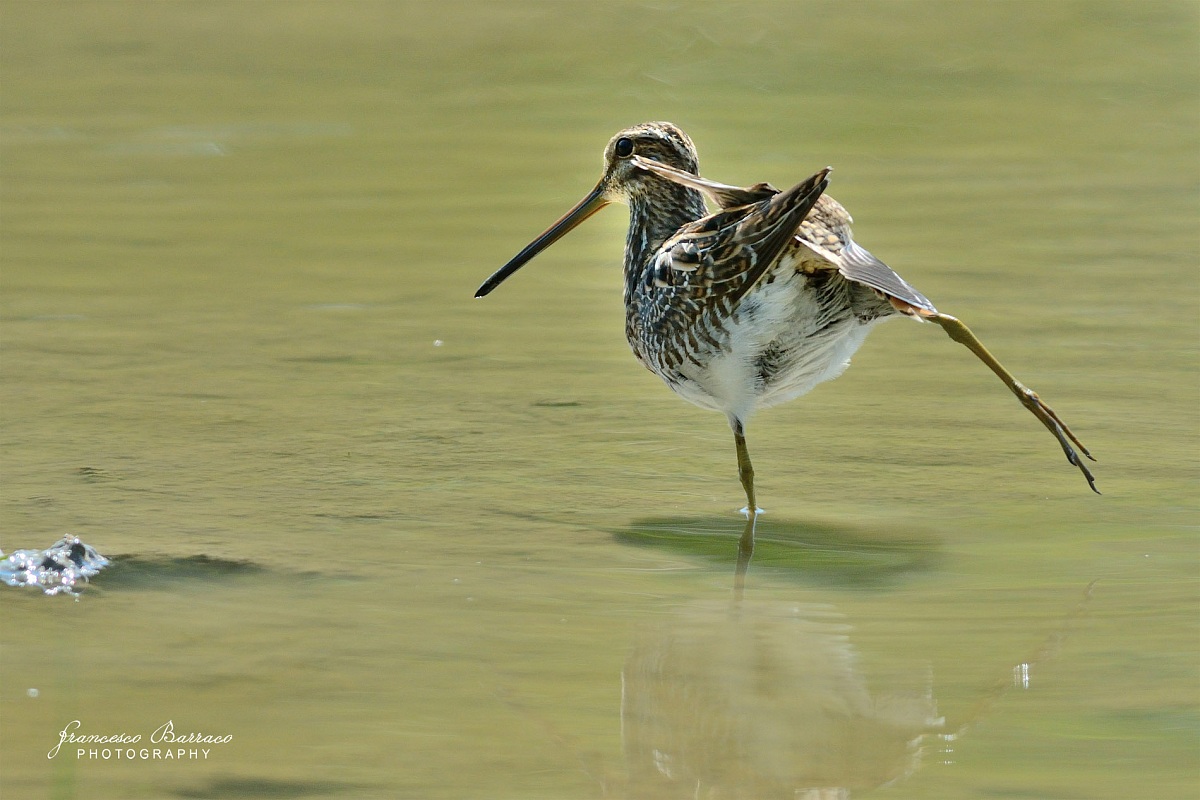 Snipe...