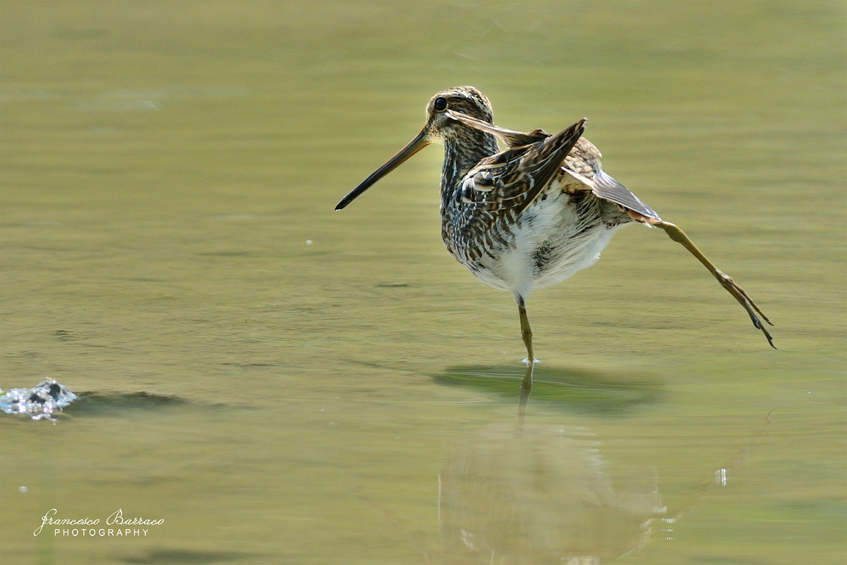 Snipe...