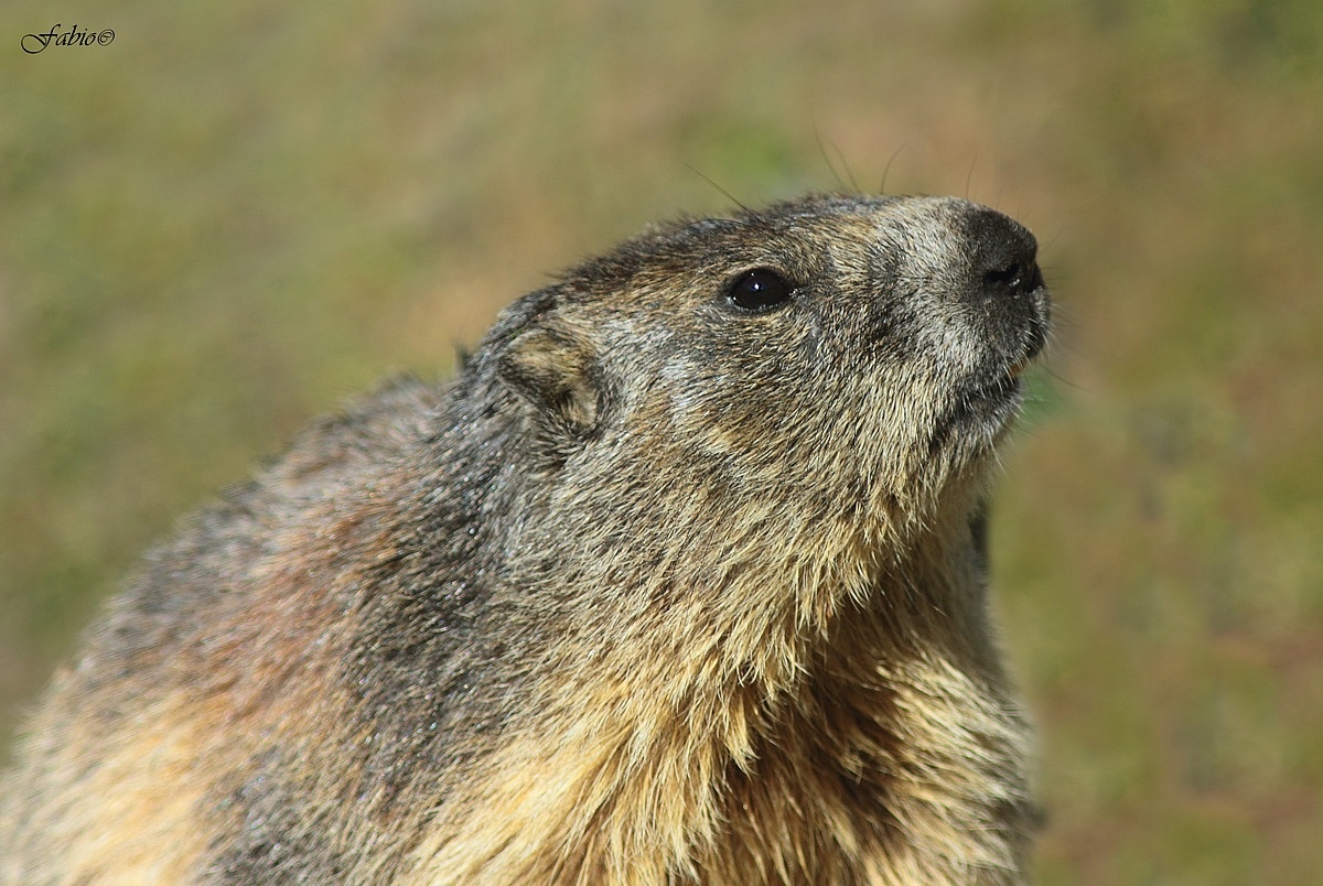 Marmot (Marmota marmota)...