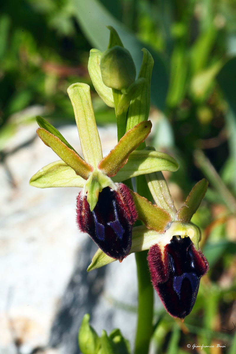 ophrys promontorii...