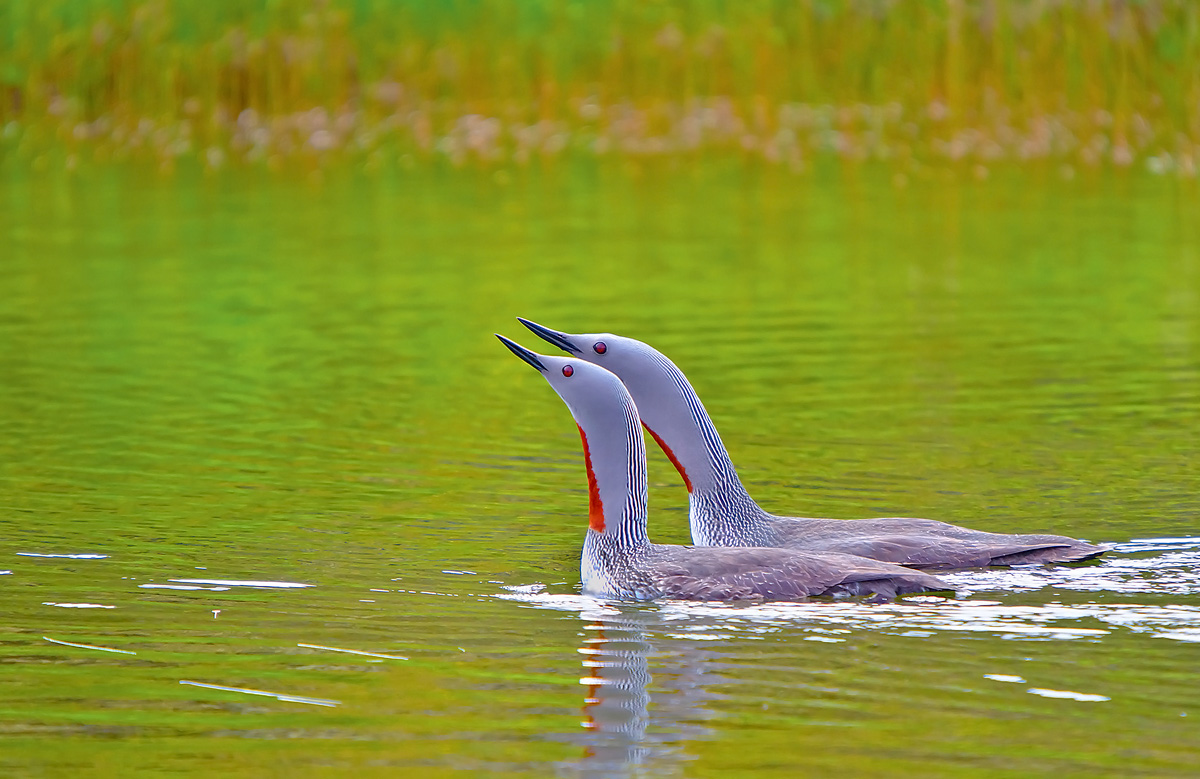 Red-throated Loon. Parade...