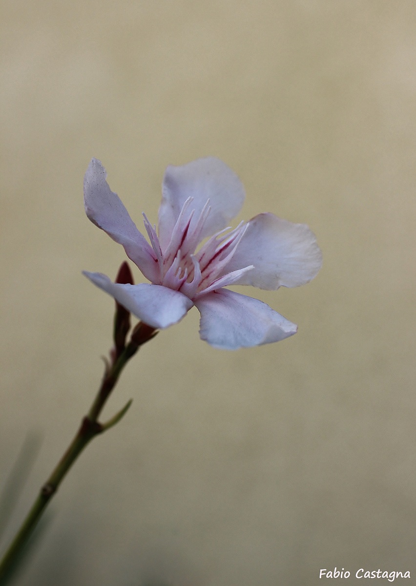 Pink oleander...