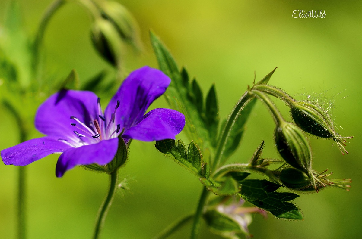 wild geranium...