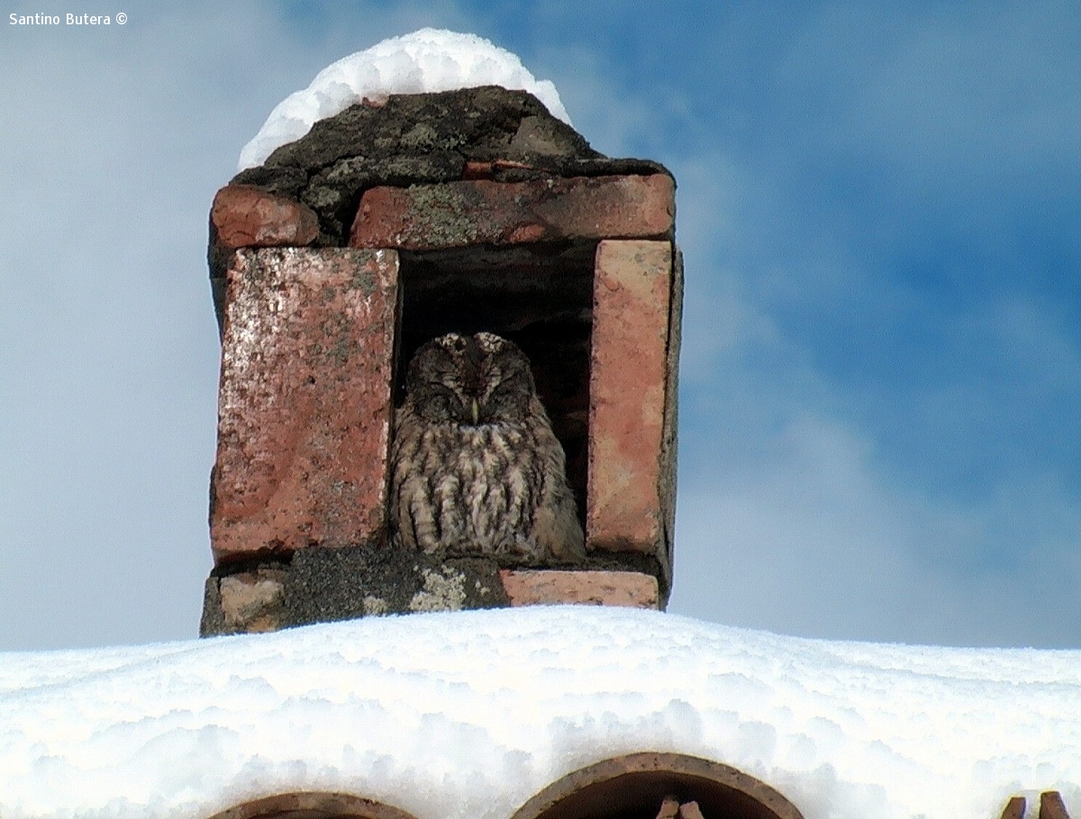 The owl in the chimney...
