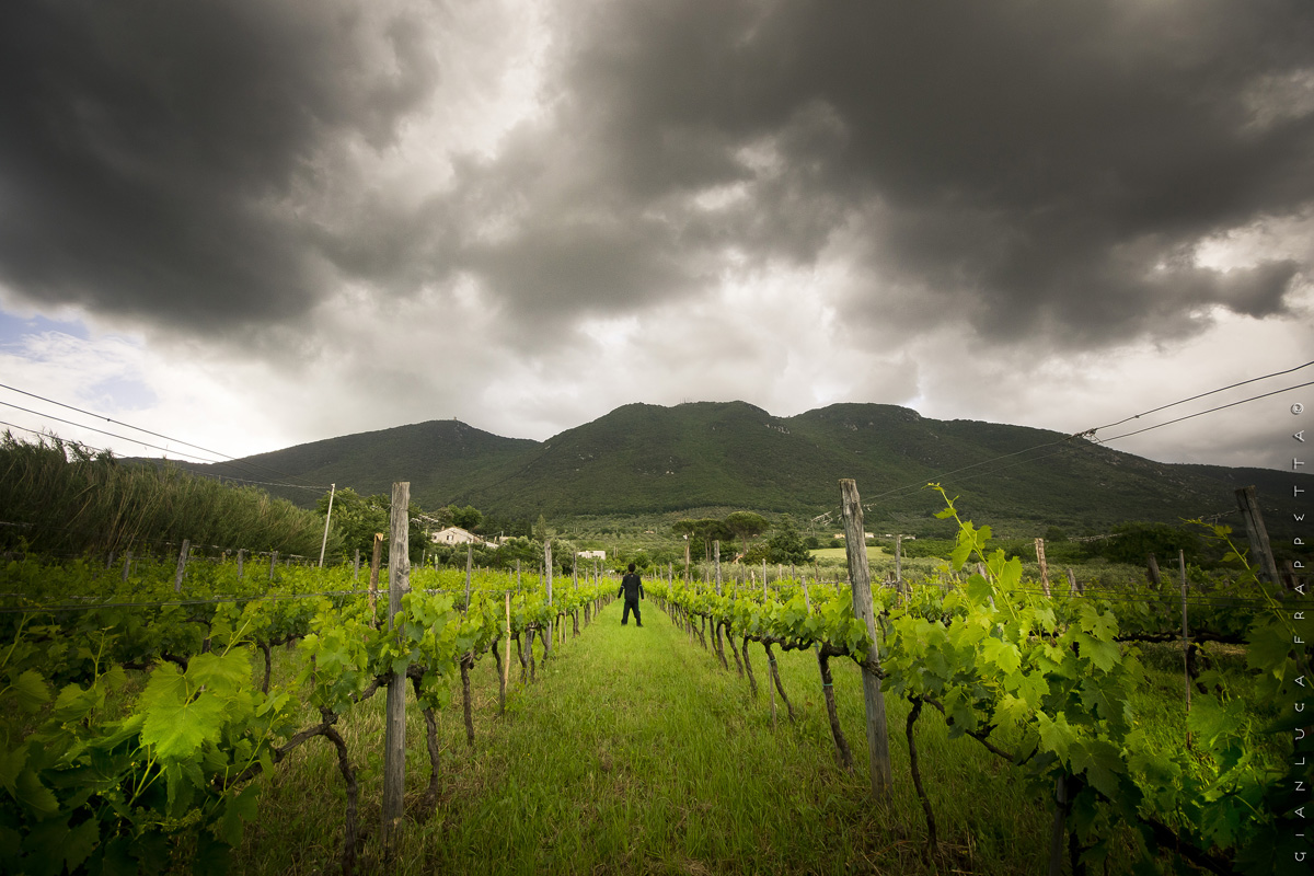 La vigna......
