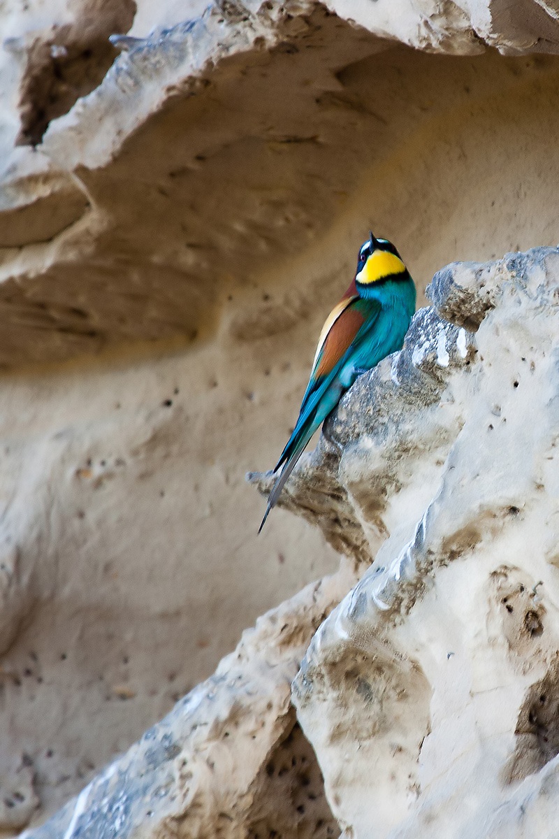 Bee-eater...