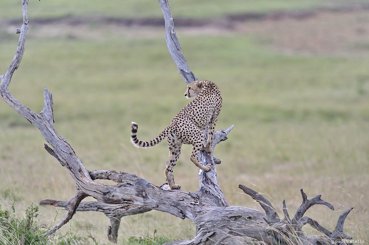 cheetah male on a tree...