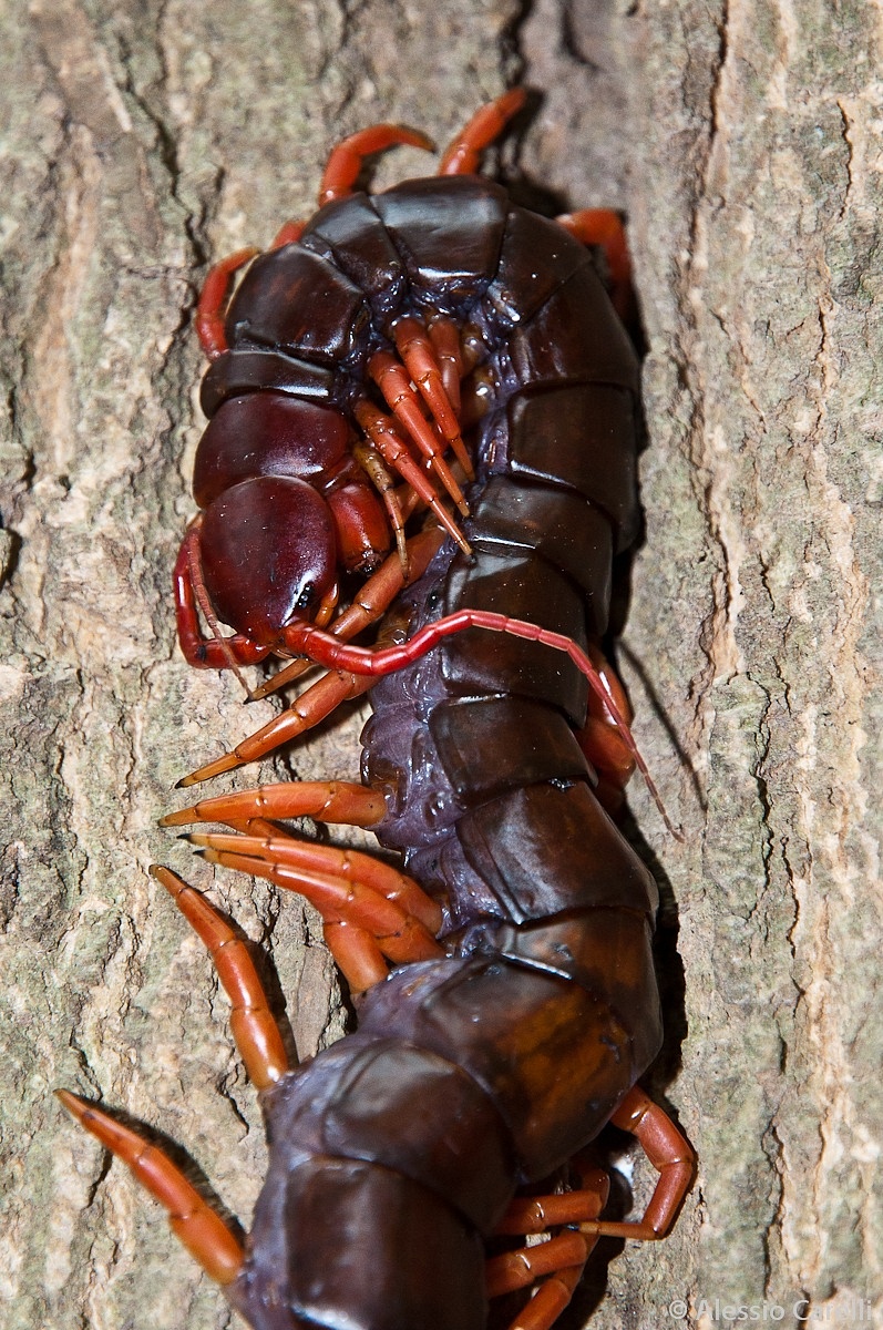 Scolopendra! Khao Yai National Park...