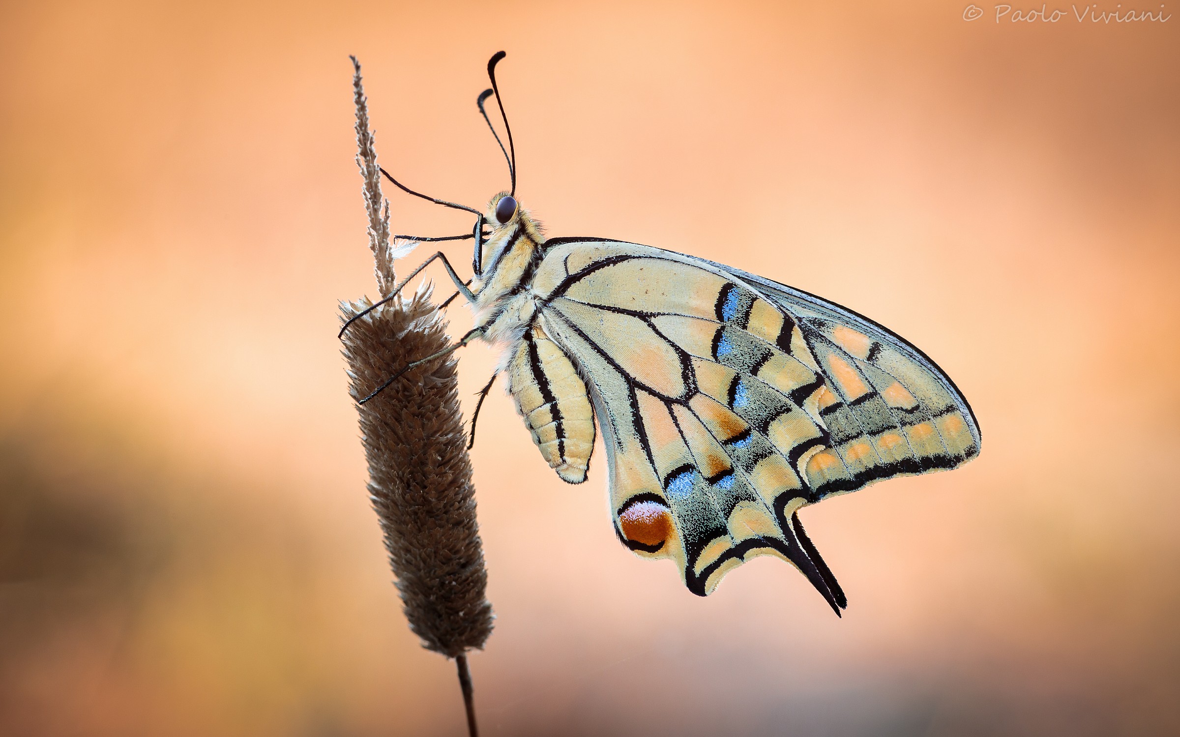 Yet he, the Machaon ... although a bit discolored...