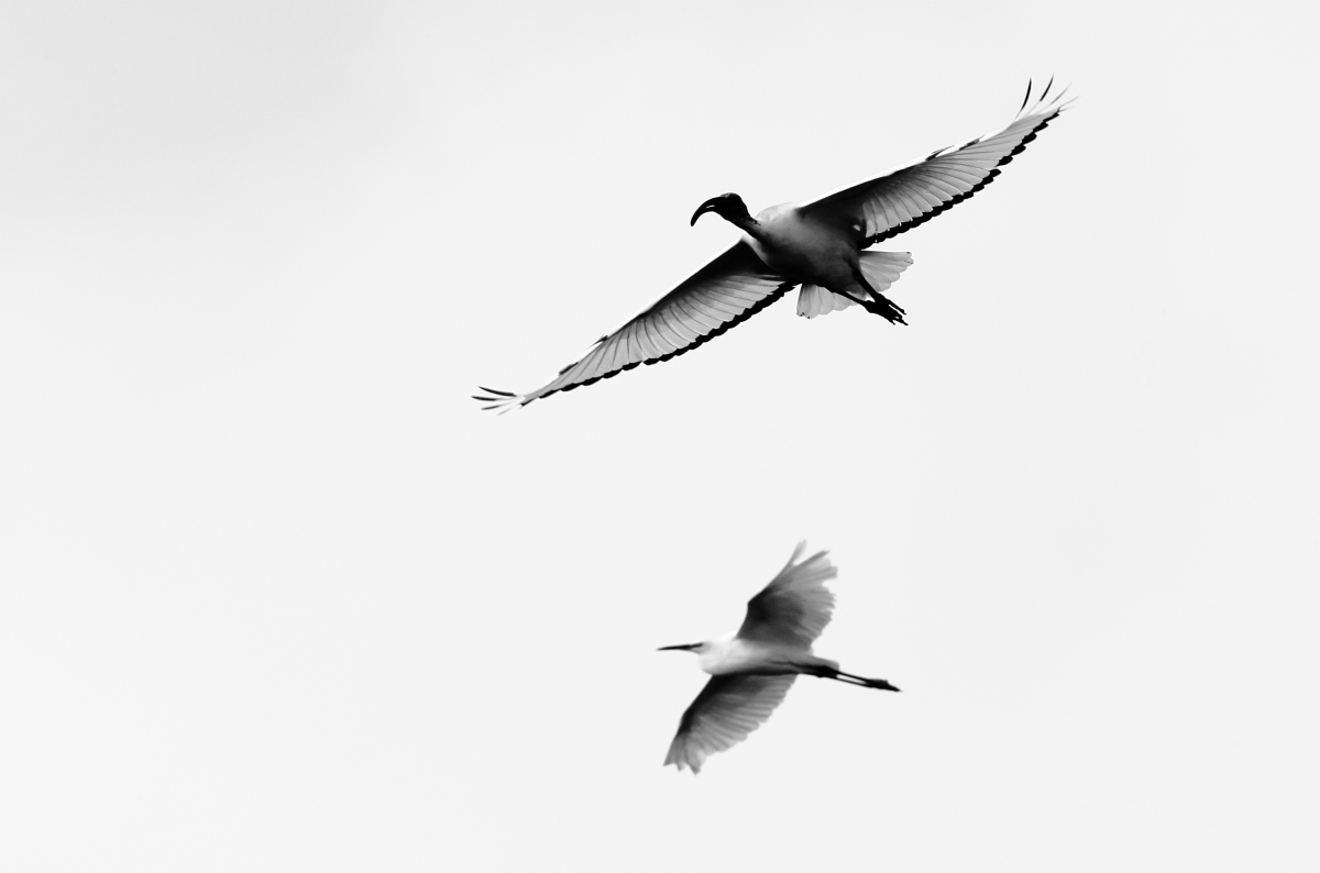 Ibis and egret...