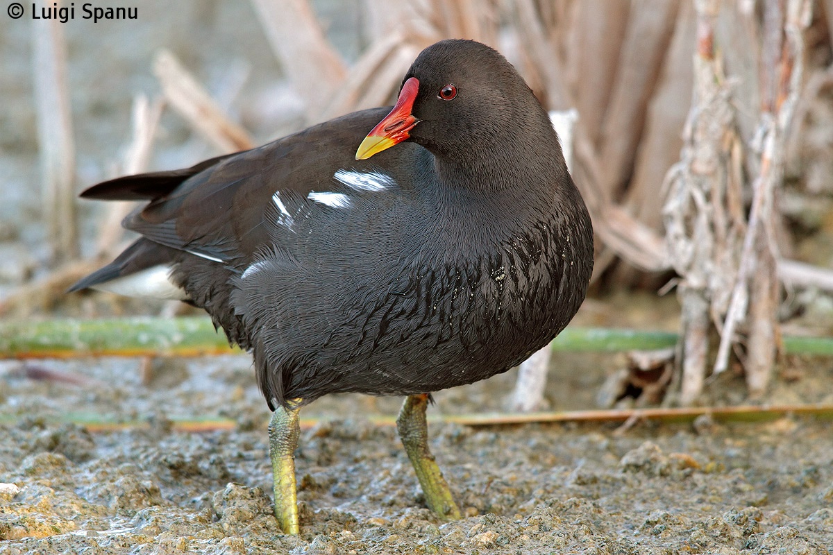 Moorhen...