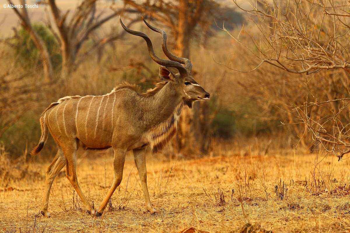 kudu maggiore - Tragelaphus strepsiceros...