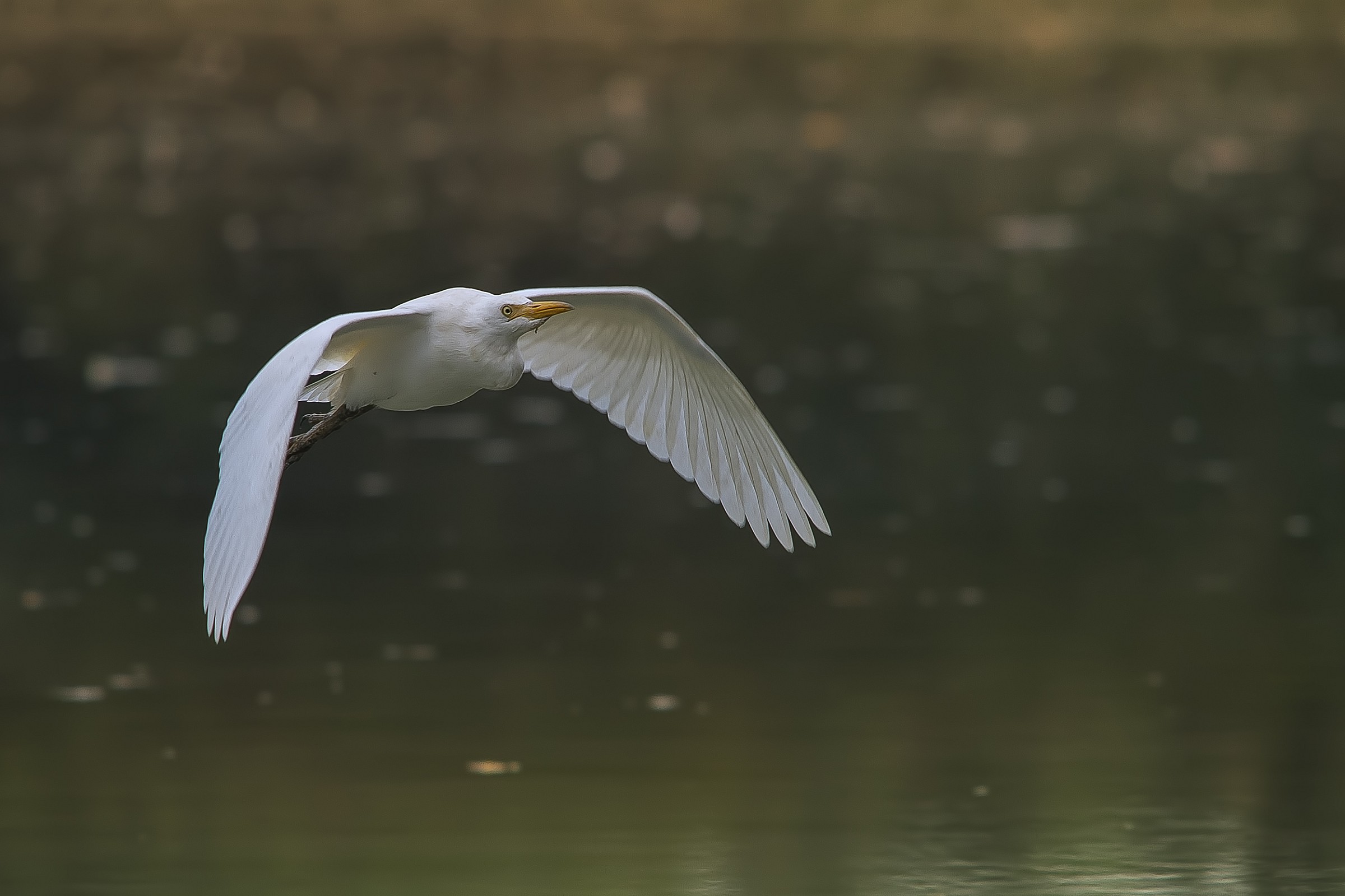 Egret in flight....