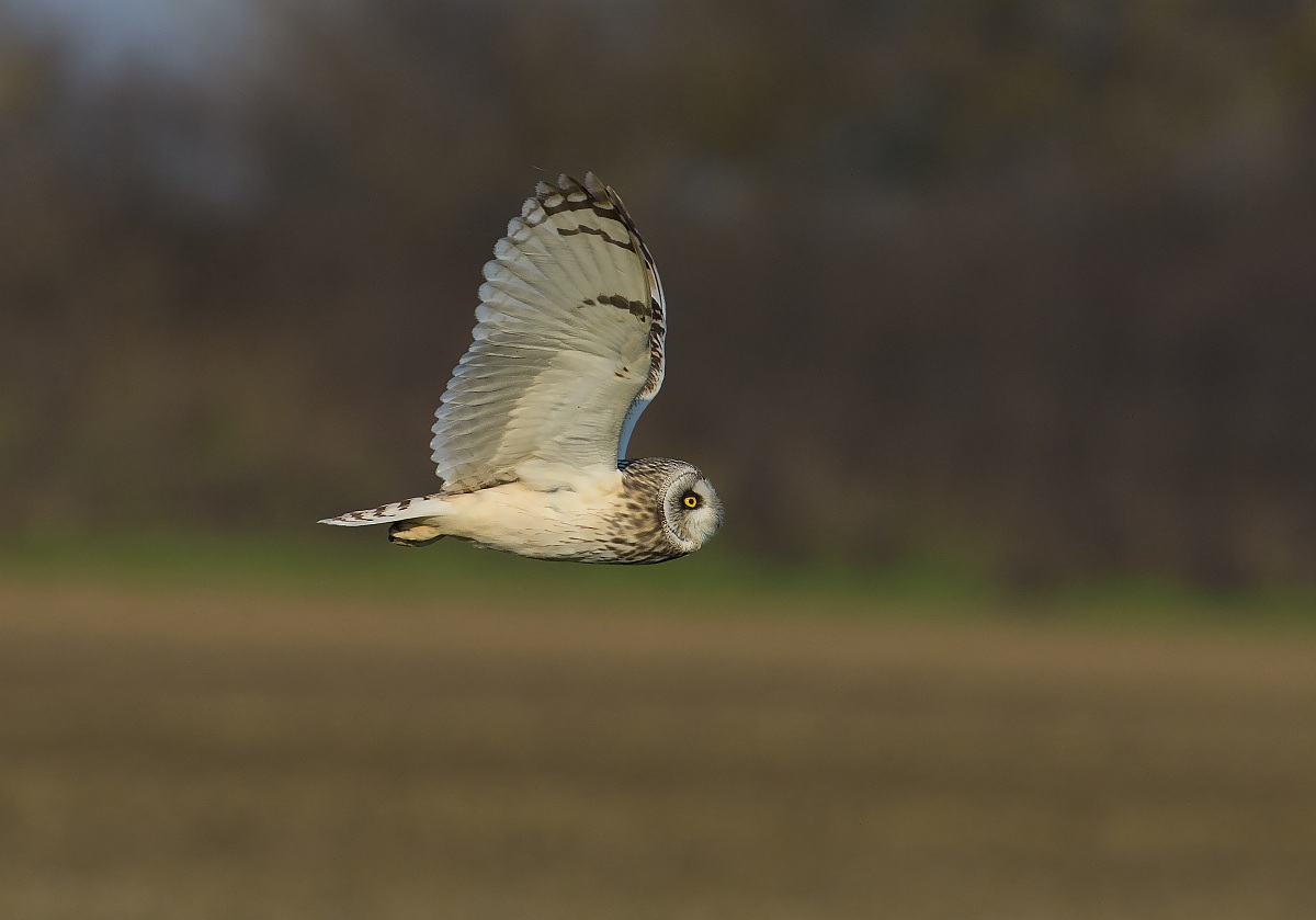 flyby of the short-eared owl...