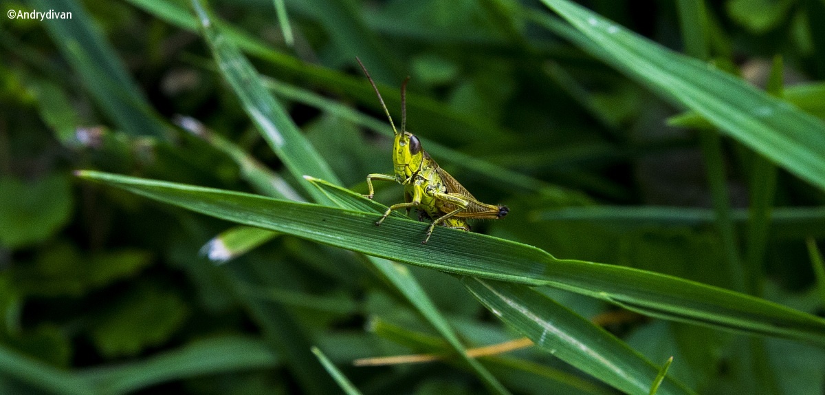 Grasshopper...
