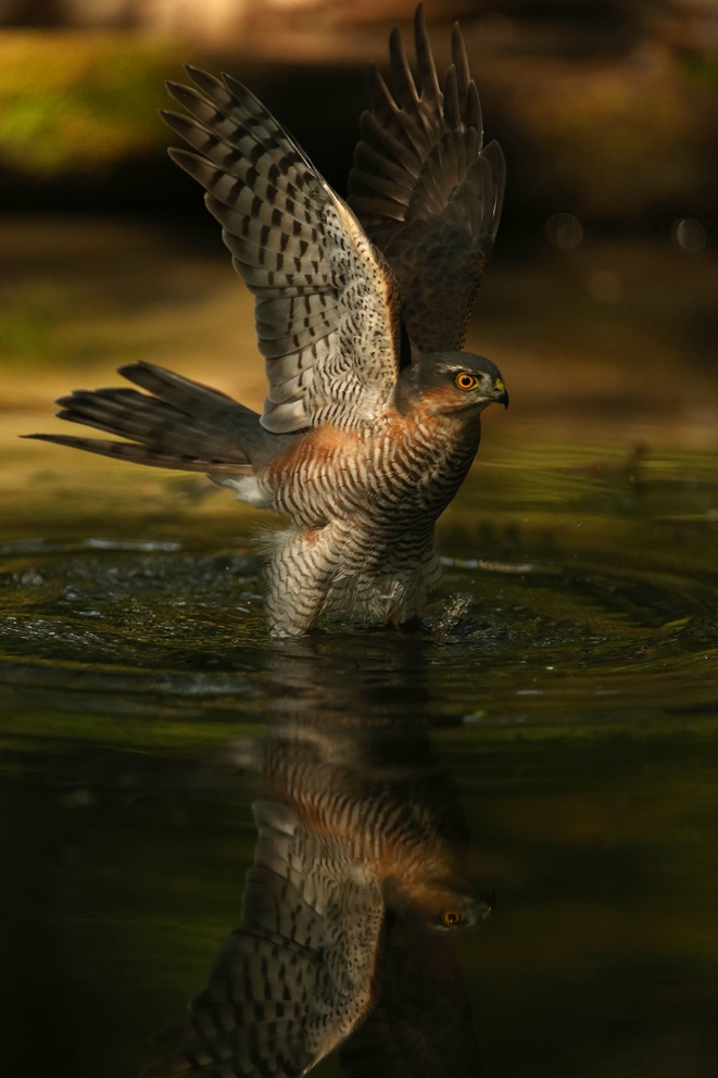 Sparrowhawk shed Water troughs Skuanature...