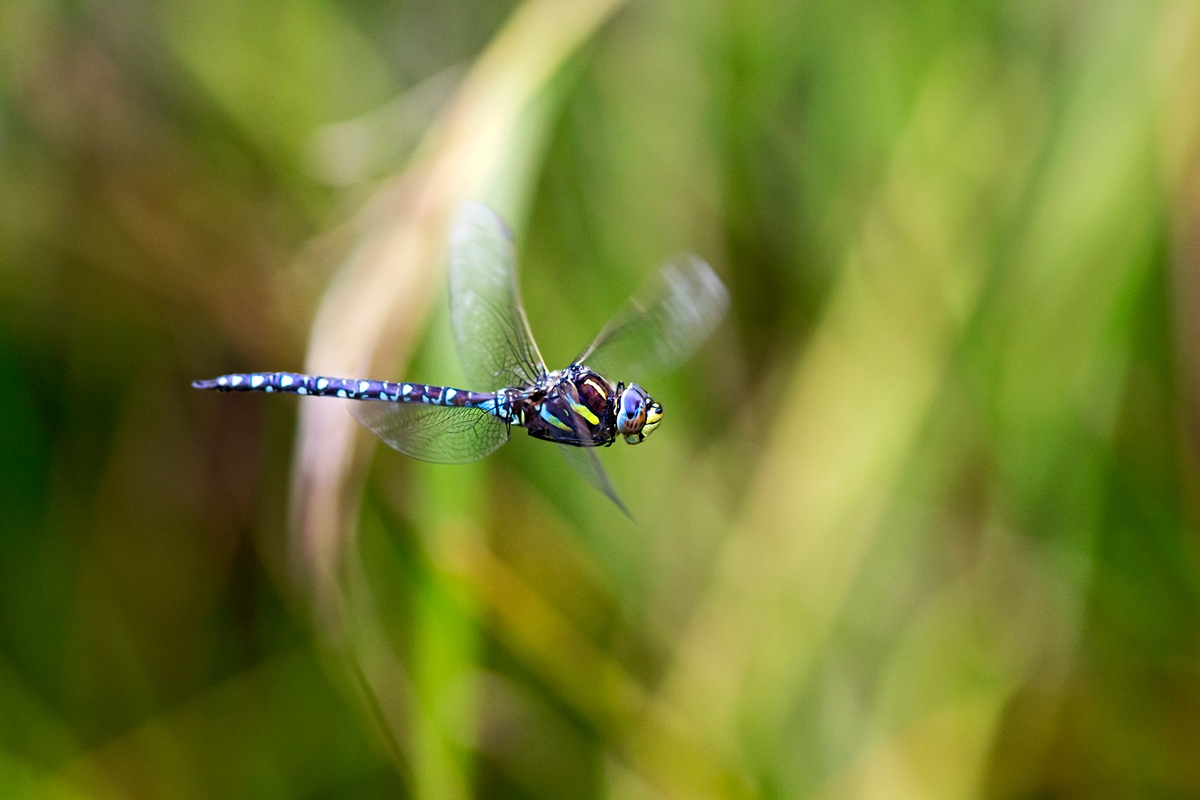 Dragonfly in flight (retrying)...