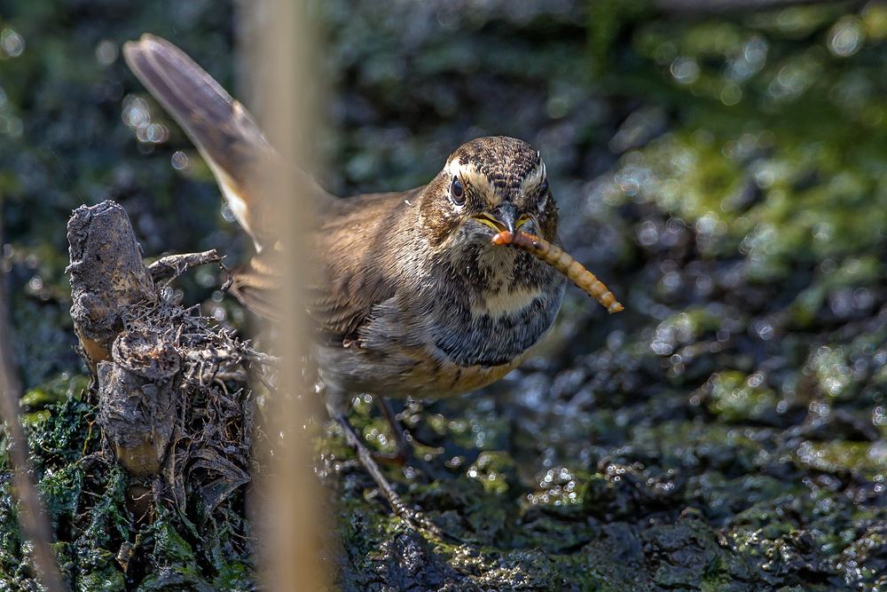 Bluethroat...