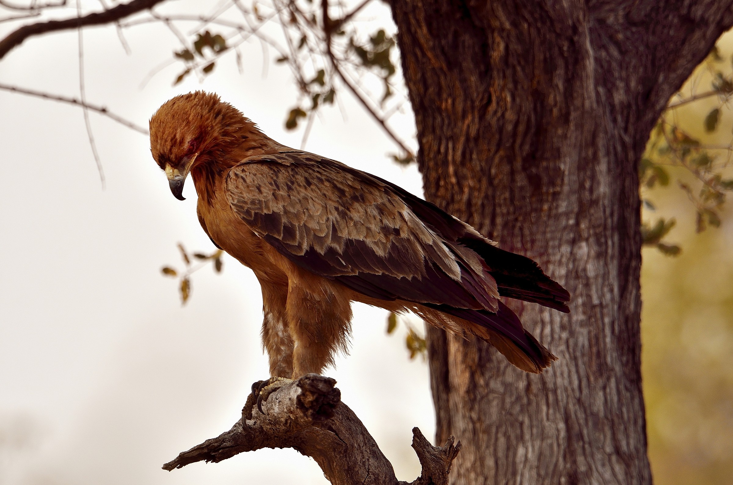 eagle...