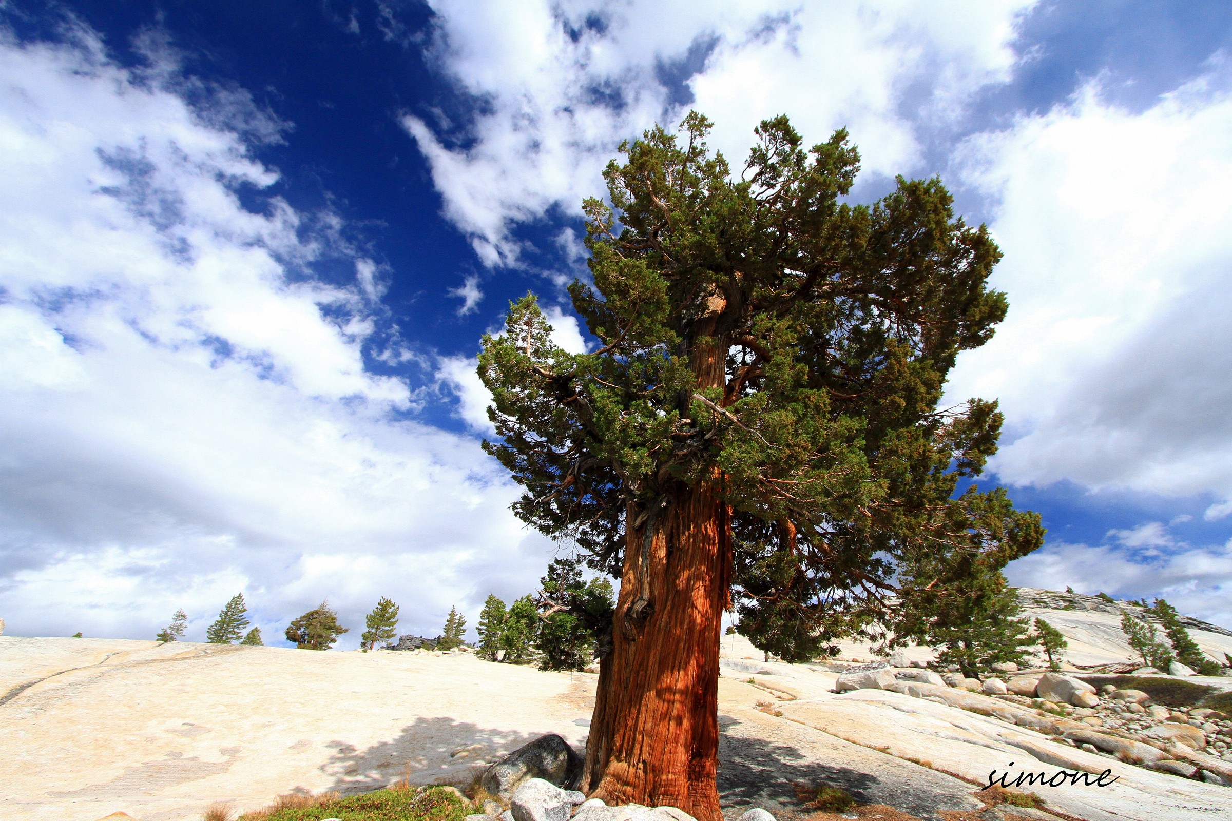 Sequoia dwarf...