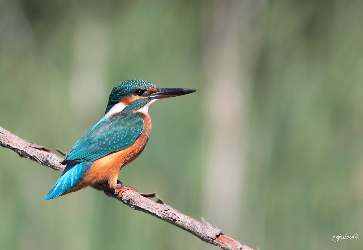 My first Kingfisher (Alcedo atthis)...