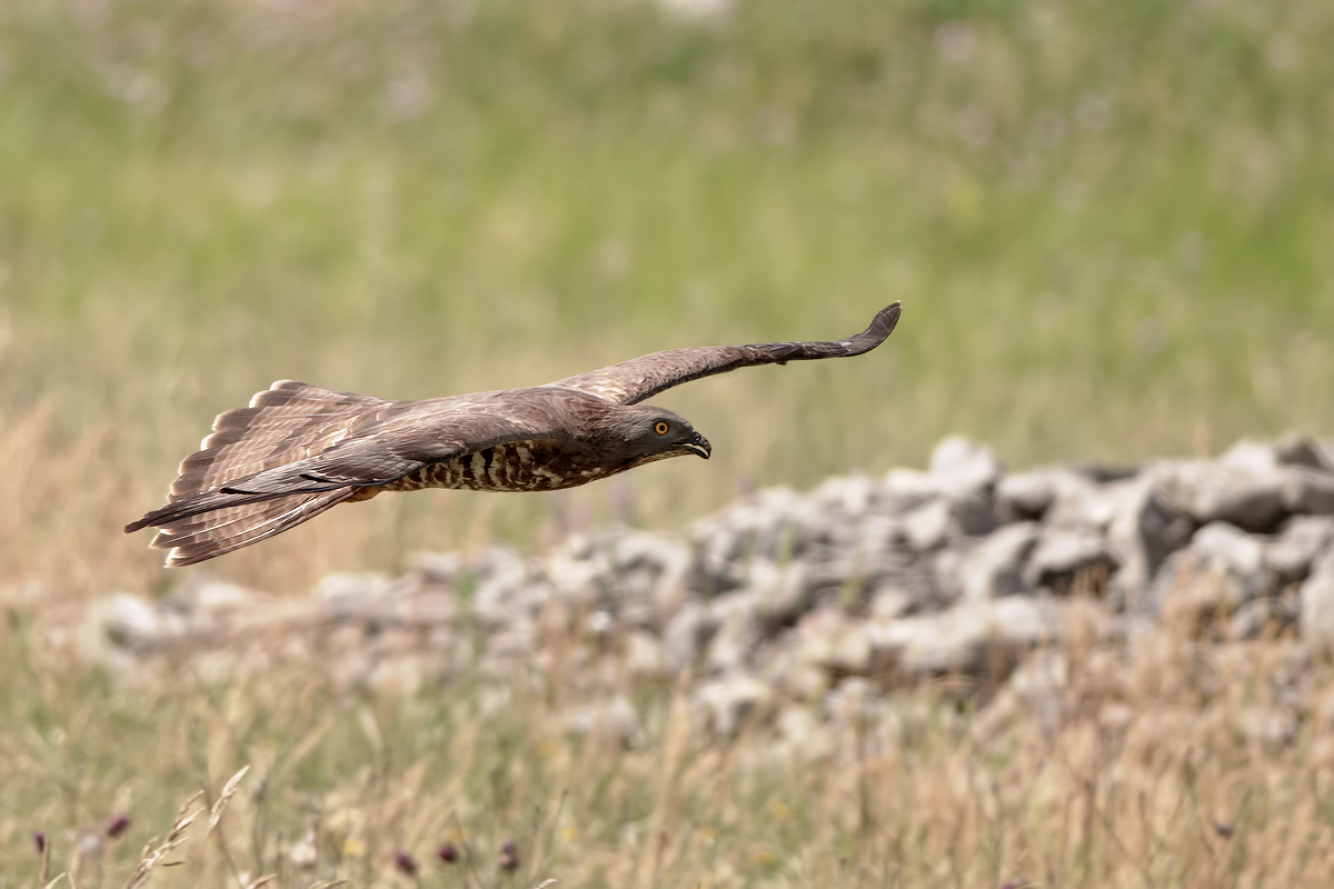 Honey Buzzard (Pernis apivorus)...