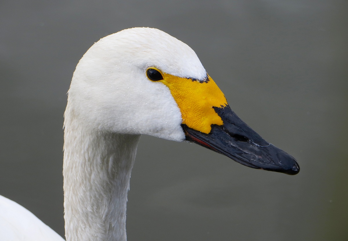 Tundra Swan...