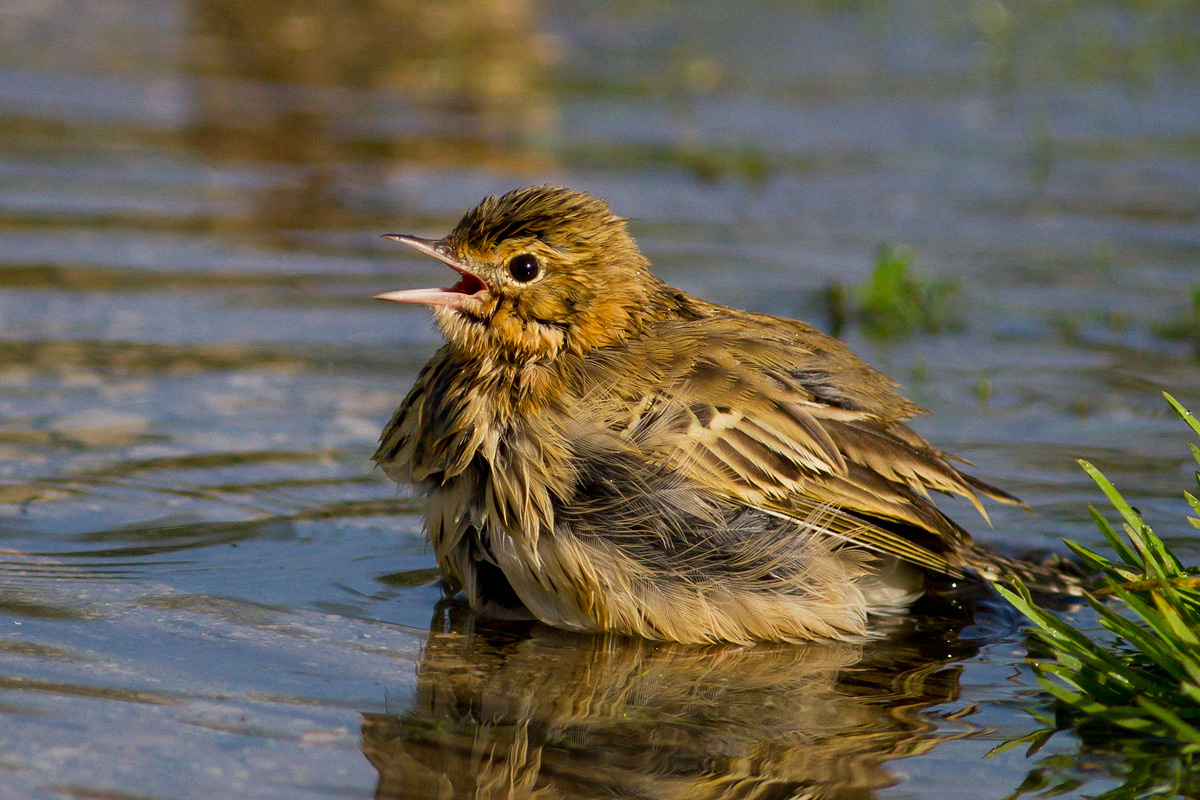 Tree Pipit...