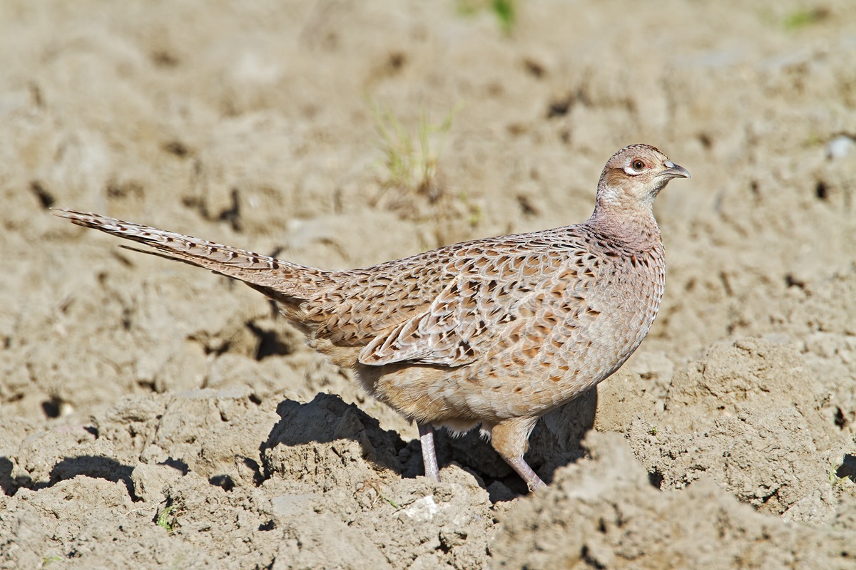 Pheasant...