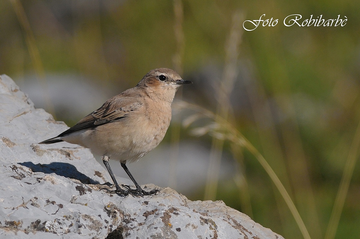 Young ... Wheatear ......
