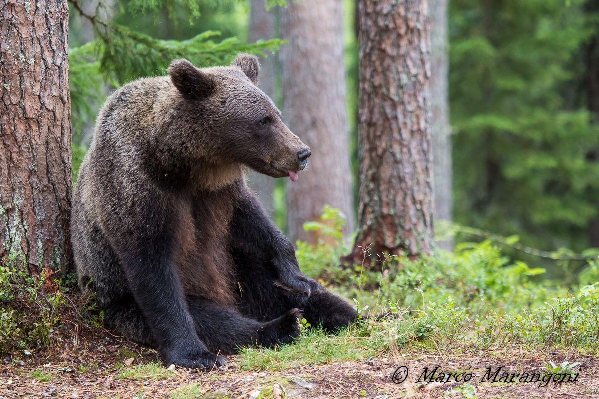 orso buffo...