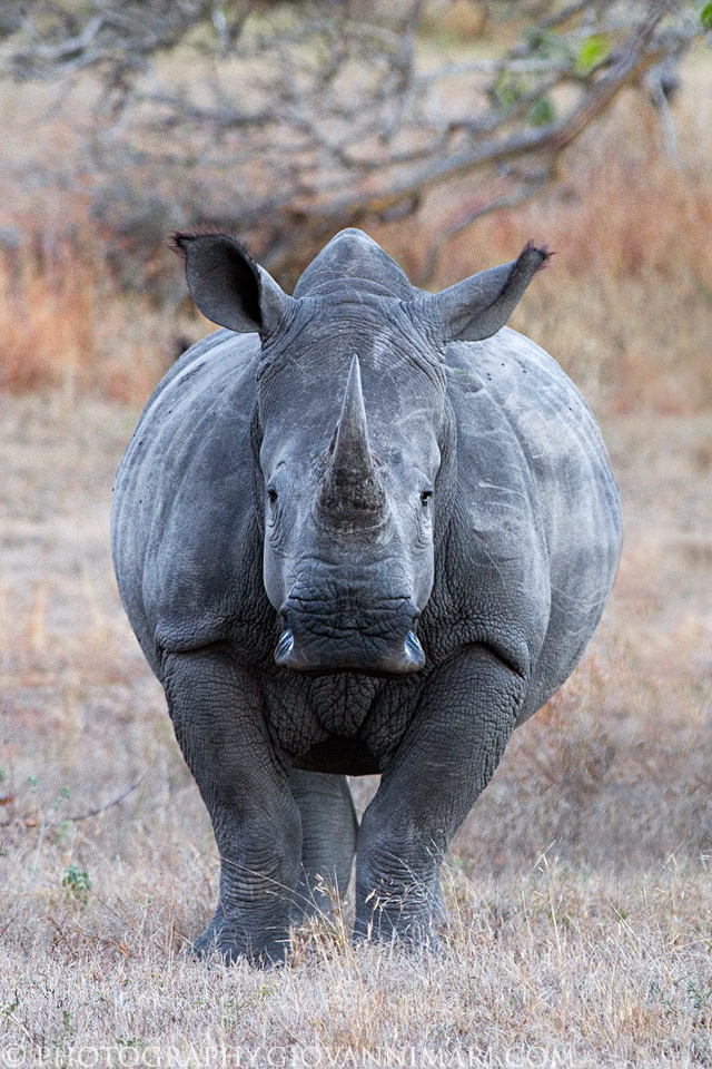 Rinoceronte Bianco...