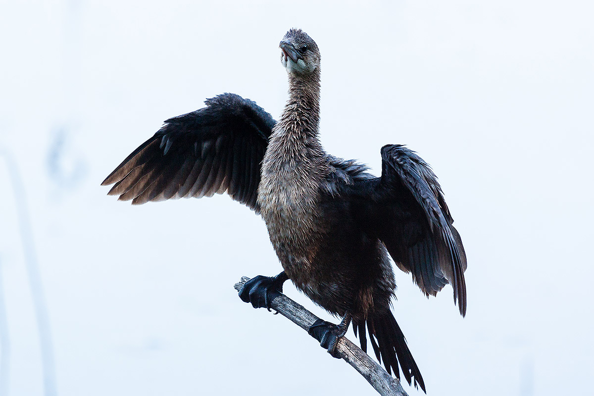 Pygmy Cormorant...