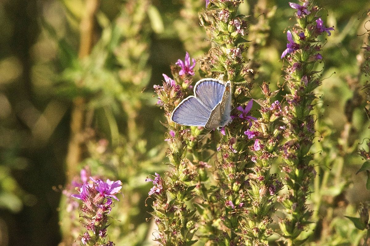 Butterfly Blue...