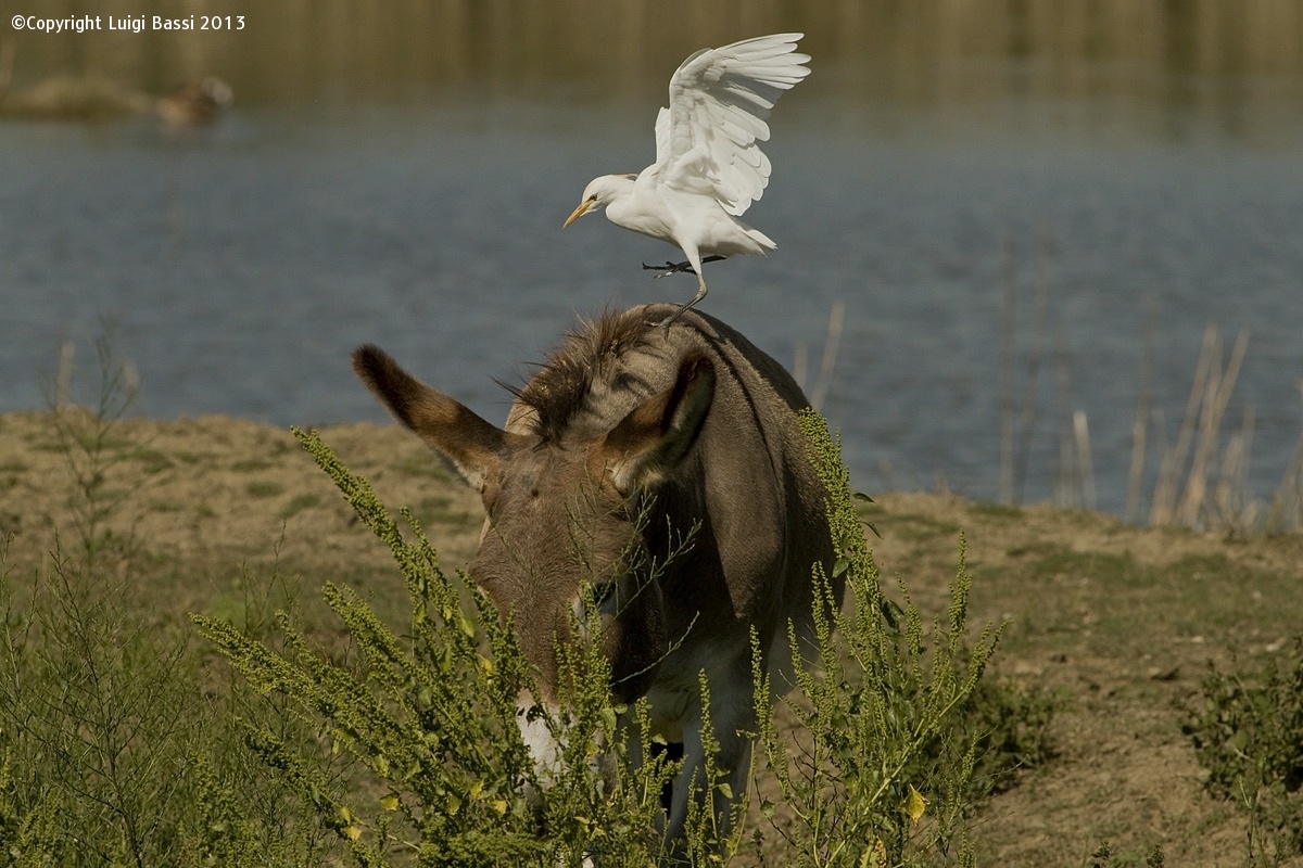 The Donkey and Cattle Egret...