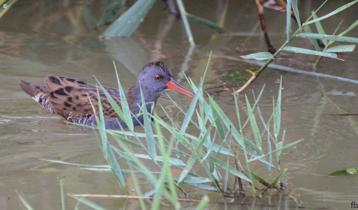 the Water Rail...