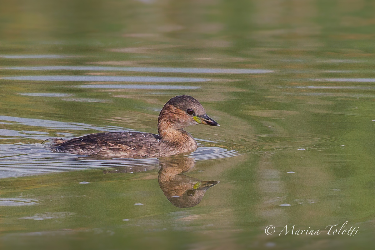 Young Little Grebe...