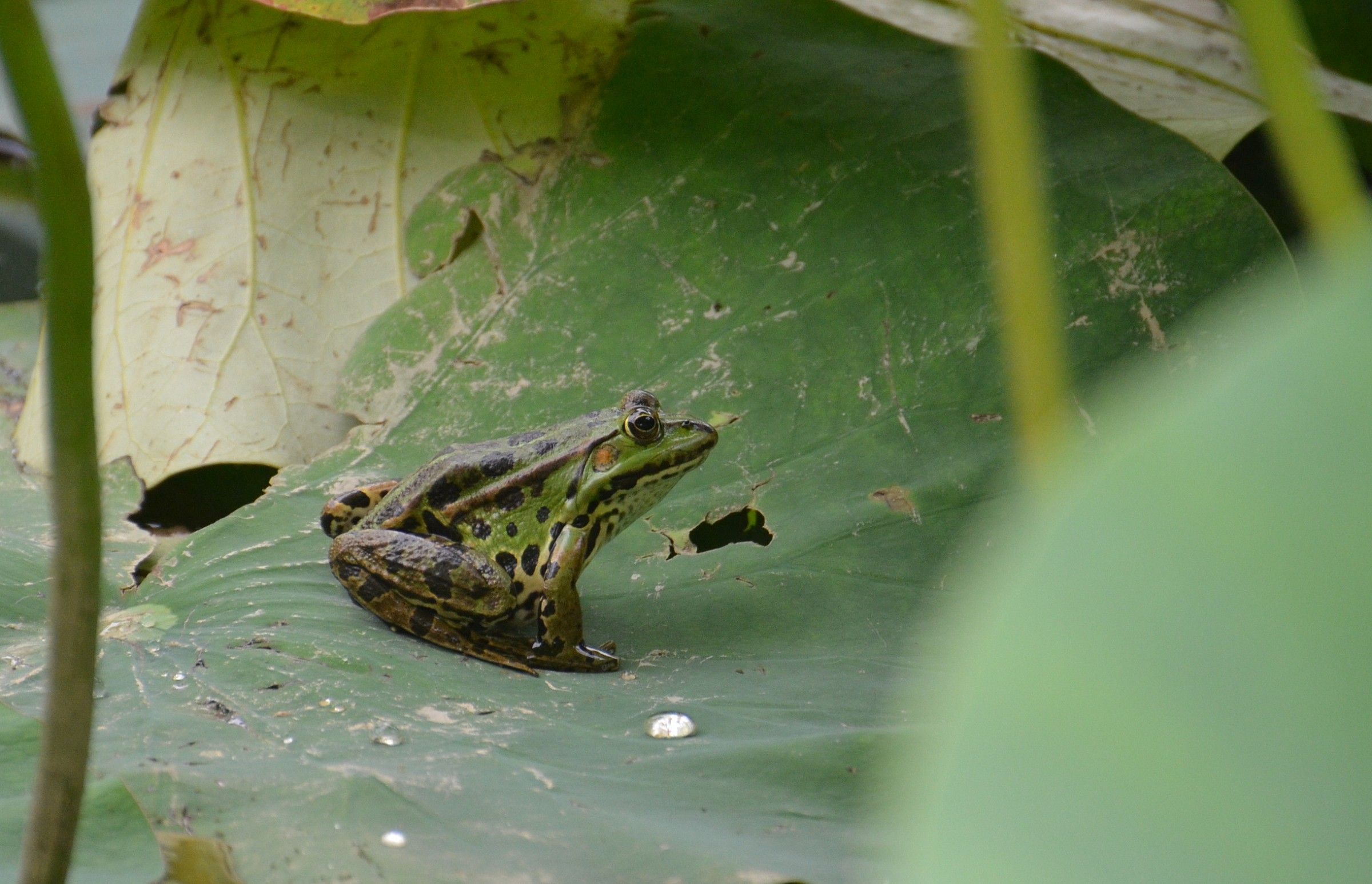 Frog on a lotus leaf...