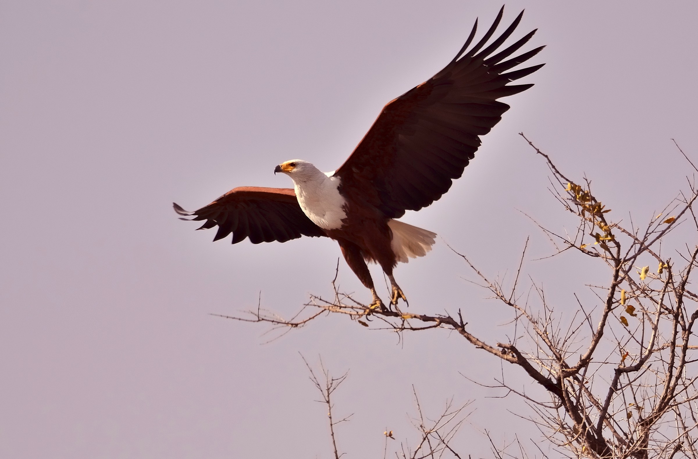 fish eagle...