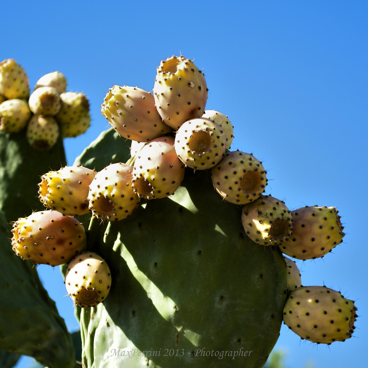 Prickly pears...