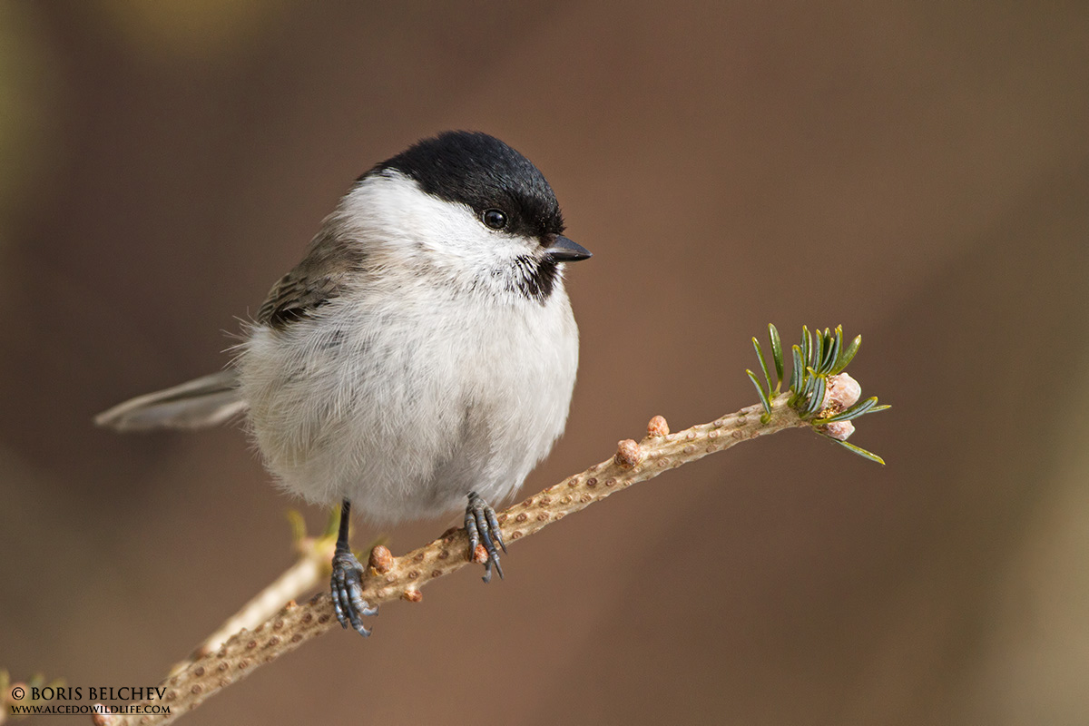 Marsh Tit (Poecile palustris)...
