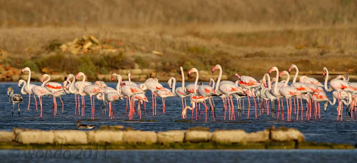 Phoenicopterus (Flamingos) 2...