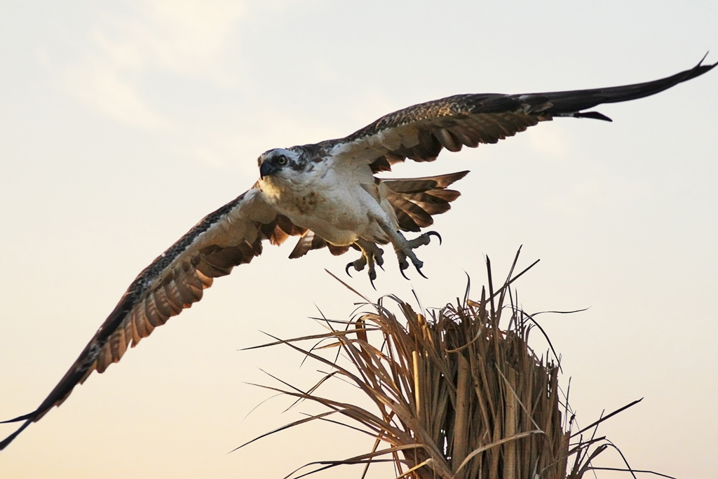 Swamp Falcon in Berenice, Egypt...
